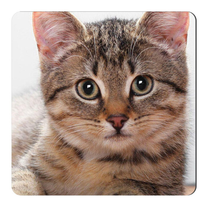 مگنت طرح بچه گربه کد NIM2534